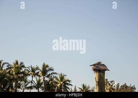 Pelikan ruht auf Stapeln mit Palmen und blauem Himmel. Stockfoto