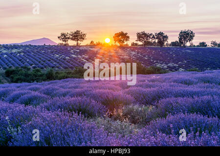 Lavendel-Feld, in der Nähe von Banon, Sonnenuntergang, Vaucluse, Alpes-de-Haute-Provence, Landschaft, Mont Venteaux, Provence, Frankreich Stockfoto