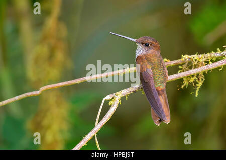 Bronzefarben Inca (Coeligena Coeligena), Cabañas de San Isidro, Ecuador Stockfoto