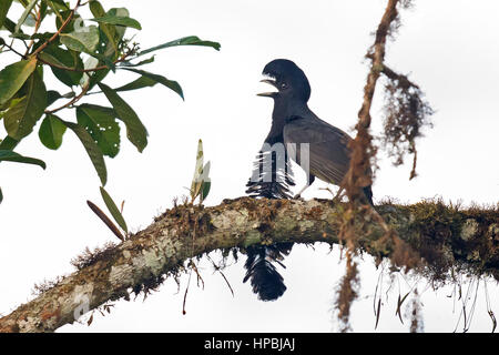 Lange Flecht-Umbrellabird (Cephalopterus Penduliger), Recinto 23 de Junio, Ecuador Stockfoto