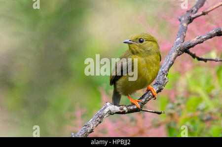 Golden-Kragen Manakin (Manacus Vitellinus), Cali, Valle del Cauca Stockfoto