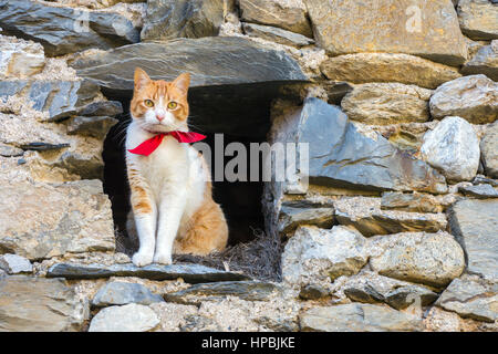 Weiß und Ingwer Katze mit Roter Kragen Blick aus dunklen Scheune Stockfoto