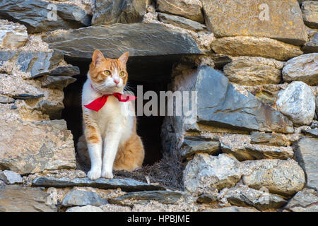 Weiß und Ingwer Katze mit Roter Kragen Blick aus dunklen Scheune Stockfoto