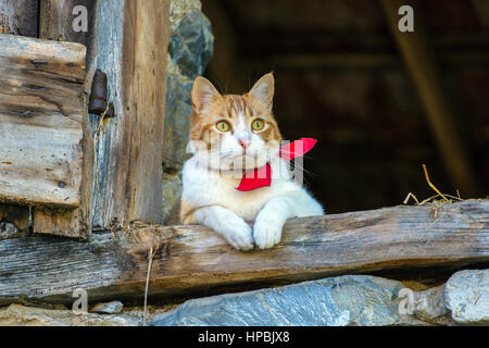 Weiß und Ingwer Katze mit Roter Kragen Blick aus dunklen Scheune Stockfoto