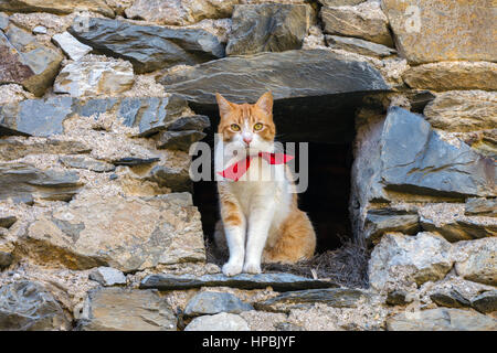 Weiß und Ingwer Katze mit Roter Kragen Blick aus dunklen Scheune Stockfoto