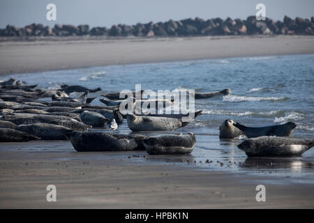 Robben am Strand der Düne, ein Nachbar Insel Helgoland, eine deutsche Insel in der Tiefsee-Region der Nordsee, Stockfoto