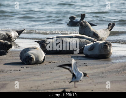 Robben am Strand der Düne, ein Nachbar Insel Helgoland, eine deutsche Insel in der Tiefsee-Region der Nordsee, Stockfoto