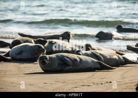 Robben am Strand der Düne, ein Nachbar Insel Helgoland, eine deutsche Insel in der Tiefsee-Region der Nordsee, Stockfoto