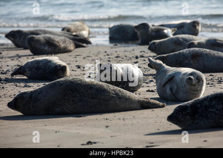 Robben am Strand der Düne, ein Nachbar Insel Helgoland, eine deutsche Insel in der Tiefsee-Region der Nordsee, Stockfoto