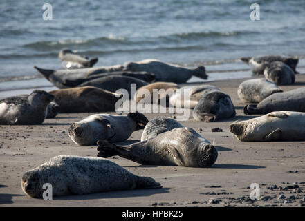 Robben am Strand der Düne, ein Nachbar Insel Helgoland, eine deutsche Insel in der Tiefsee-Region der Nordsee, Stockfoto