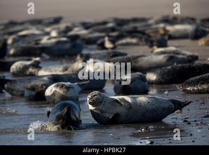 Robben am Strand der Düne, ein Nachbar Insel Helgoland, eine deutsche Insel in der Tiefsee-Region der Nordsee, Stockfoto