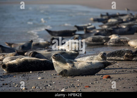 Robben am Strand der Düne, ein Nachbar Insel Helgoland, eine deutsche Insel in der Tiefsee-Region der Nordsee, Stockfoto