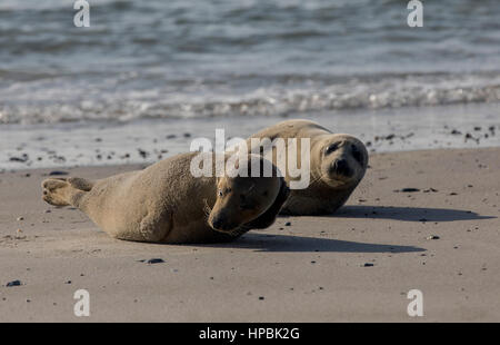 Robben am Strand der Düne, ein Nachbar Insel Helgoland, eine deutsche Insel in der Tiefsee-Region der Nordsee, Stockfoto