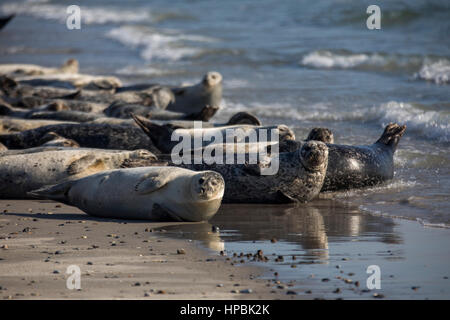 Robben am Strand der Düne, ein Nachbar Insel Helgoland, eine deutsche Insel in der Tiefsee-Region der Nordsee, Stockfoto