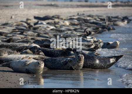 Robben am Strand der Düne, ein Nachbar Insel Helgoland, eine deutsche Insel in der Tiefsee-Region der Nordsee, Stockfoto