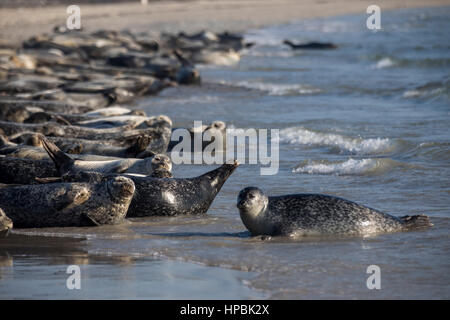 Robben am Strand der Düne, ein Nachbar Insel Helgoland, eine deutsche Insel in der Tiefsee-Region der Nordsee, Stockfoto