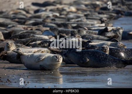 Robben am Strand der Düne, ein Nachbar Insel Helgoland, eine deutsche Insel in der Tiefsee-Region der Nordsee, Stockfoto