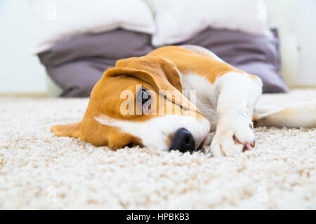 ein Beagle Hund entspannen und schlafen auf dem weißen Teppich Stockfoto
