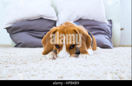 Beagle Hund entspannen und spielen auf dem weißen Teppich Stockfoto