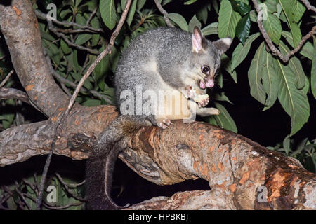 Gemeinsamen Fuchskusu Possum (Trichosurus Vulpecula) Essen ein Stück Apfel in einem Loquat-Baum in der Nacht Stockfoto