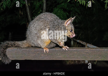 Gemeinsamen Possum Fuchskusu (Trichosurus Vulpecula) Stockfoto