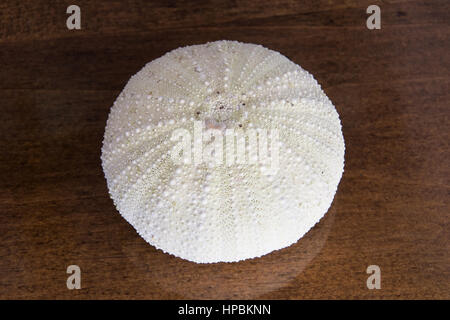 Nahaufnahme des leeren knorrigen Seeigel Schale gebleicht weiß von der Sonne auf mittleren braunen Holztisch. Von oben fotografiert. Stockfoto