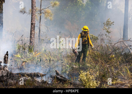 Florida Park Service Mitarbeiter verwendet eine Tropf-Fackel um eine vorgeschriebene brennen im Hochland Hängematte State Park in Sebring, Florida auszuführen. Stockfoto