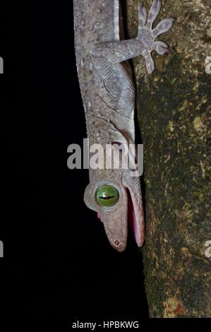 Ein Schmied Eyed Gecko (Gekko Smithii) im malaysischen Regenwald bei Nacht Stockfoto