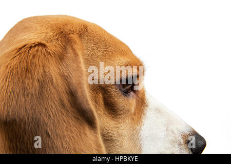 Profilbildnis von niedlichen Baum Farbe Beagle auf weißem Hintergrund Stockfoto