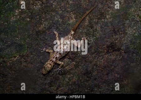 Ein Kendall Rock Gecko (Cnemaspis Kendallii) auf einem Felsen in den malaysischen Regenwald bei Nacht Stockfoto