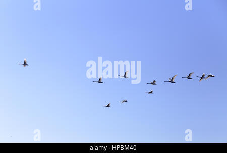 Gruppe der Graugänse, die in blauen Feder Himmel V-Formation fliegen Stockfoto