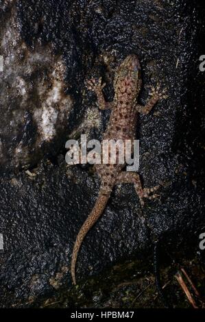 Ein Spotted Haus Gecko (Gekko Monarchus) im malaysischen Regenwald bei Nacht Stockfoto