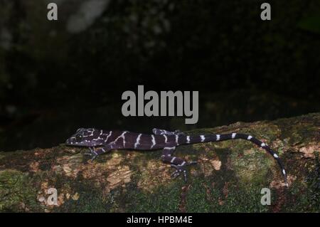 Eine juvenile Peter Bent-toed Gecko (Cyrtodactylus Consobrinus) im malaysischen Regenwald bei Nacht Stockfoto