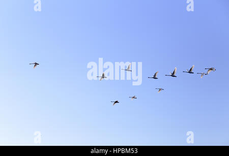 Gruppe der Gänse fliegen in blauen Frühlingshimmel in V-formation Stockfoto