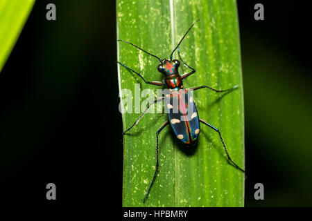 Blue Spotted Tiger Beetle auf Blatt (Cicindela Aurulenta) Stockfoto