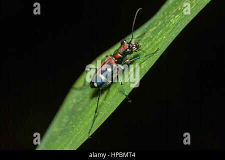 Blue Spotted Tiger Beetle auf Blatt (Cicindela Aurulenta) Stockfoto