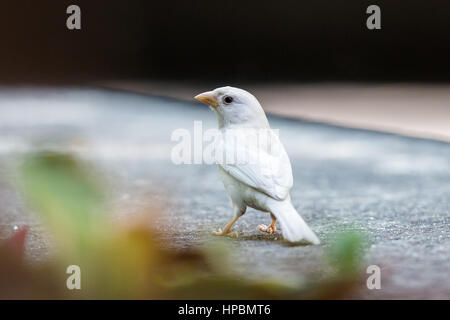 Albino eurasischen Tree Sparrow Stockfoto