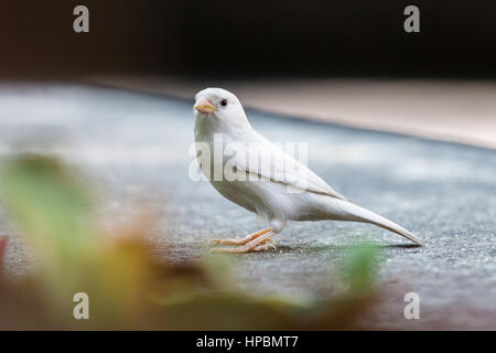 Albino eurasischen Baum SparrowAlbino Stockfoto