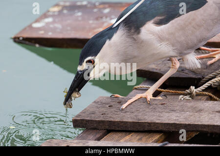 Schwarz-gekrönter Nachtreiher Fische fangen Stockfoto