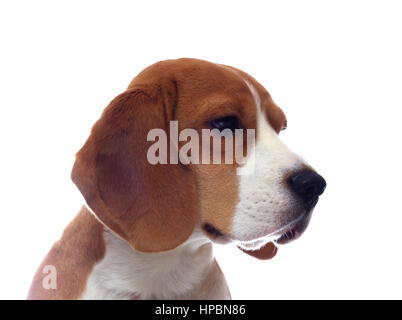 Traurig Beagle Hund Portrait isoliert auf weißem Hintergrund Stockfoto