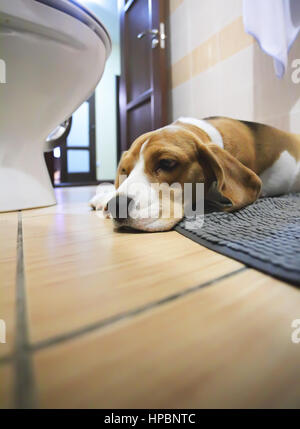 Traurig einsam Beagle Hund auf einem Teppich im Badezimmer verlegen Stockfoto