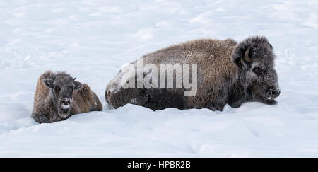 Raureif auf Kuh und Kalb Bison mit weißem Hintergrund in Teton Stockfoto