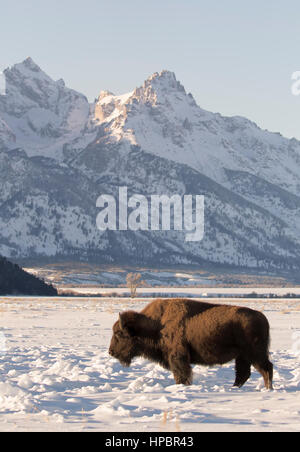 Kuh Bison in tiefen Schnee auf Wiese im Abendlicht mit Teton Stockfoto