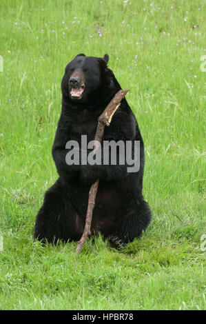 Glücklich Schwarzbär mit Stick auf dem grünen Rasen in Kalifornien Stockfoto