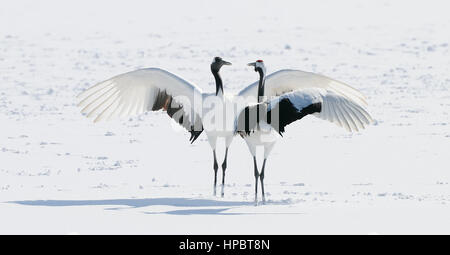 Zwei rote gekrönt aka japanische Kraniche tanzen auf dem Schnee abgedeckt. Stockfoto
