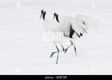 Zwei rote gekrönt aka japanische Kraniche tanzen auf dem Schnee abgedeckt. Stockfoto