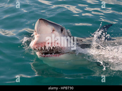 Great White Shark steckt den Kopf über der Wasseroberfläche in den Ozean in der Nähe von Gansbaai an Südafrikas Westkap. Stockfoto