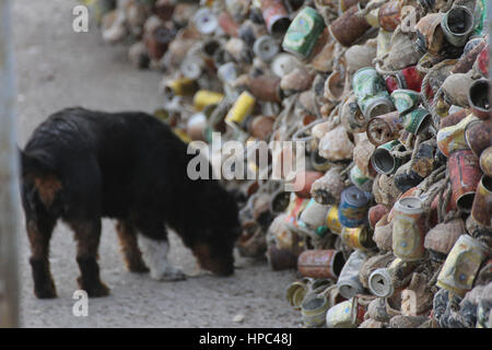 Qingdao, China. 20. Februar 2017. Berge von Muscheln bilden eine "Mauer" am Meer in einem Kai in Qingdao, der ostchinesischen Provinz Shandong, 20. Februar 2017. Bildnachweis: SIPA Asien/ZUMA Draht/Alamy Live-Nachrichten Stockfoto