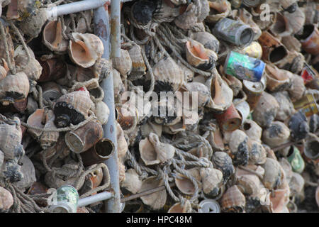 Qingdao, China. 20. Februar 2017. Berge von Muscheln bilden eine "Mauer" am Meer in einem Kai in Qingdao, der ostchinesischen Provinz Shandong, 20. Februar 2017. Bildnachweis: SIPA Asien/ZUMA Draht/Alamy Live-Nachrichten Stockfoto