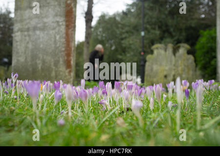 London, UK. 21. Februar 2017. Wilde Krokusblüten in voller Blüte im Kirchhof in Putney Credit: Amer Ghazzal/Alamy Live-Nachrichten Stockfoto